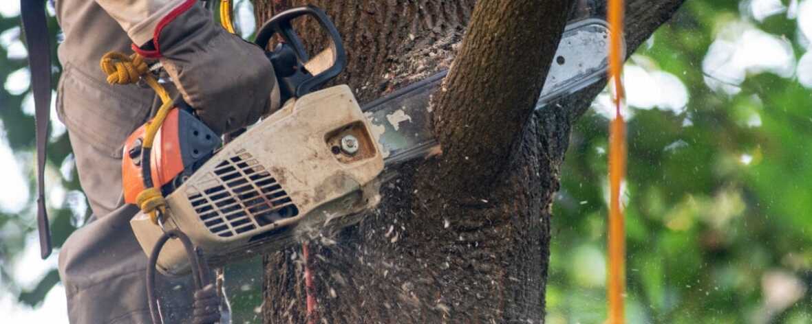 Tree Surgery