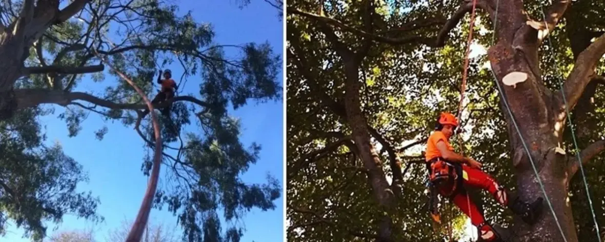 "Tree care"