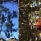 "Tree care"