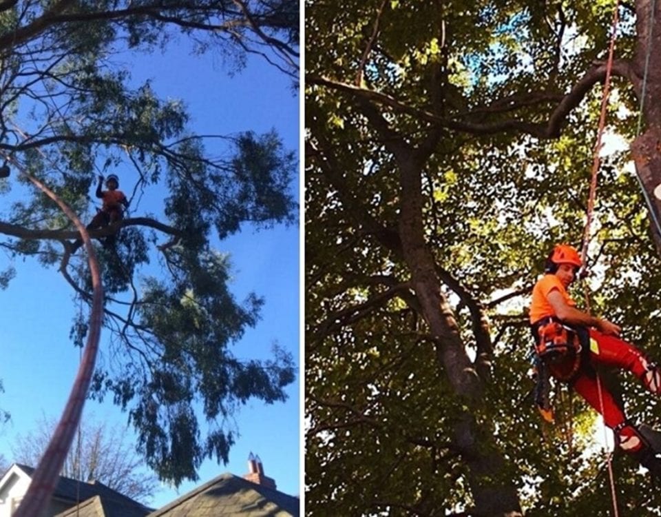 "Tree care"