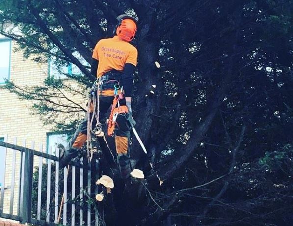 tree surgery_storm damage_grasshopperservices
