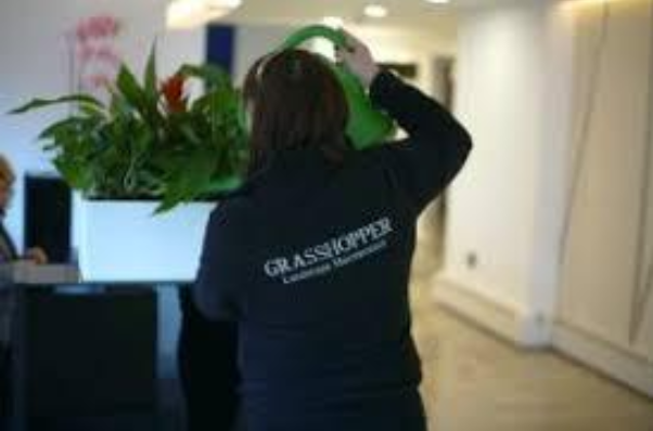 office plants_Interior plants_grasshopperservices.ie office plants_Interior plants_grasshopperservices.ie