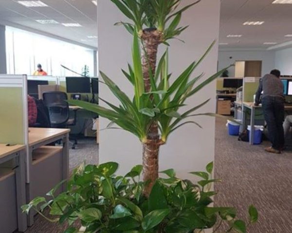 office plants_Interior Planting - Invest in the well-being and productivity of your employees