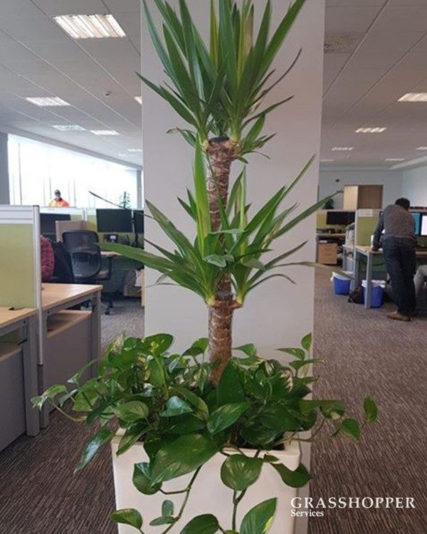 office plants_Interior Planting - Invest in the well-being and productivity of your employees