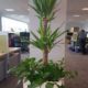 office plants_Interior Planting - Invest in the well-being and productivity of your employees