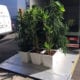 "Plants in Offices Increase Happiness and Productivity"