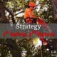 tree surgery_grasshopperservices