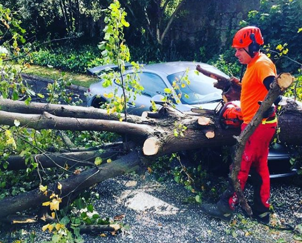 storm damage_tree surgery_grasshopper services