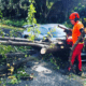 storm damage_tree surgery_grasshopper services
