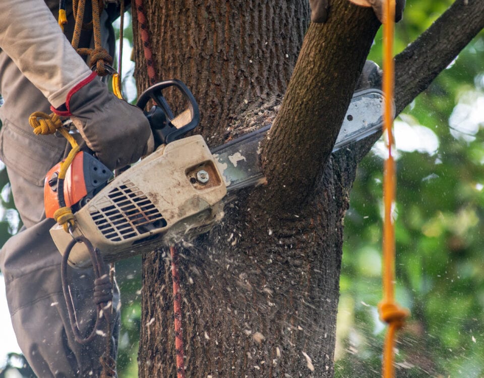 Tree Surgery