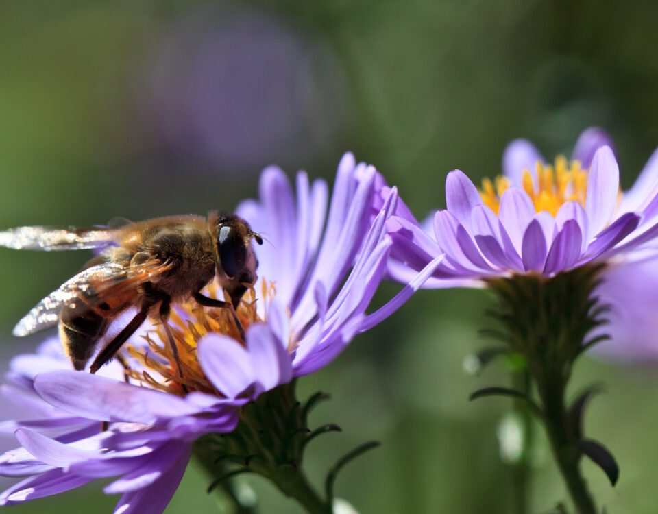 bee on a violet flower