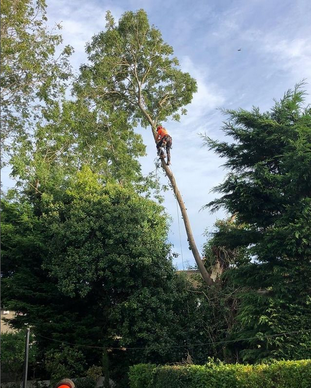 tree surgery