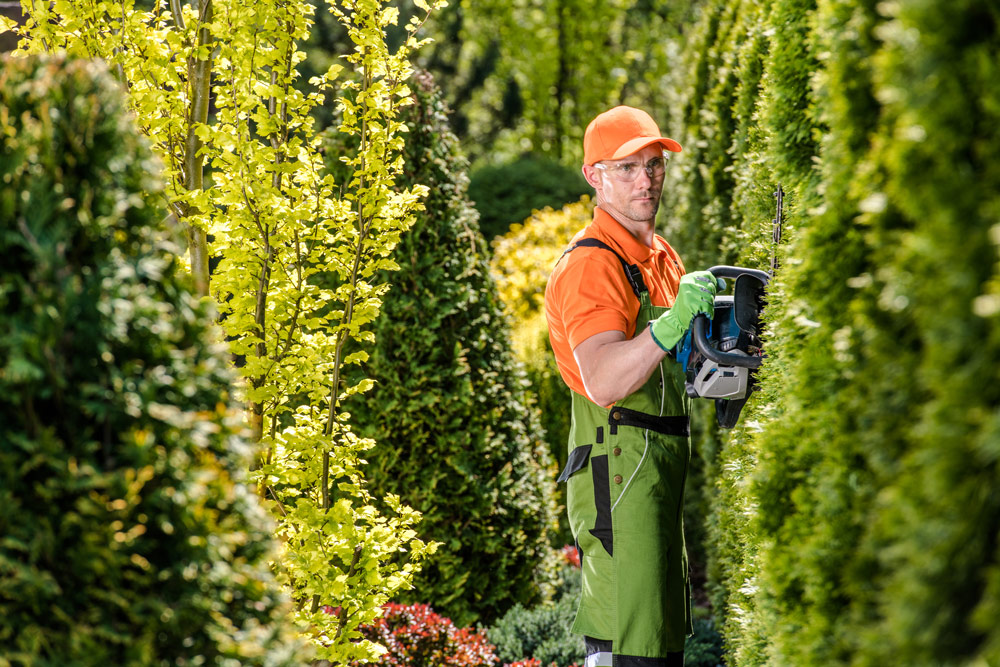 hedge-trimming