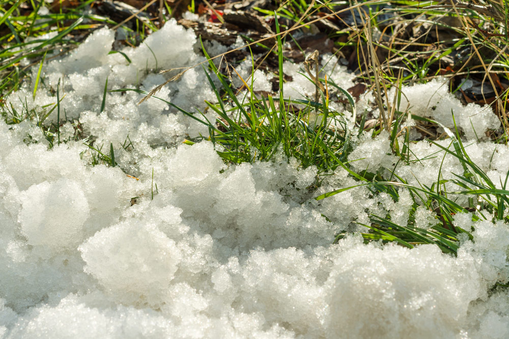 melting-snow-on-green-grass