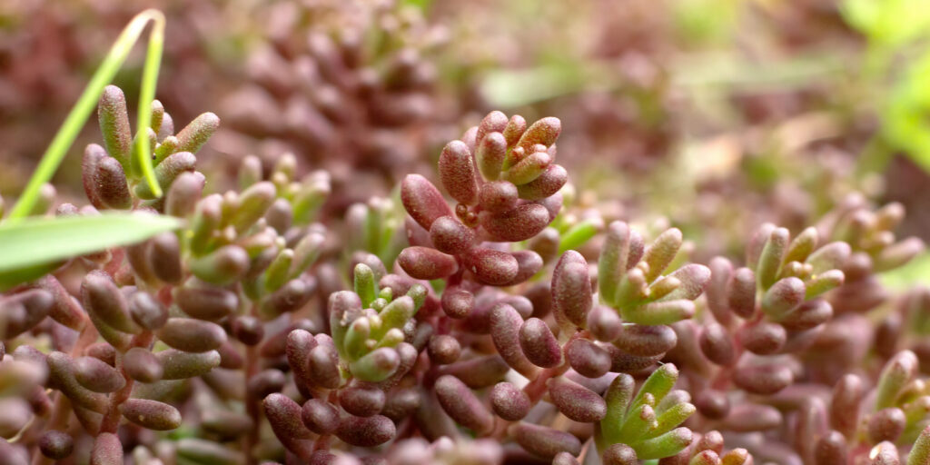 Stonecrop, or Sedum rock or Sedum rupestre is a species of succulent plants of the genus Sedum of the family Crassulaceae